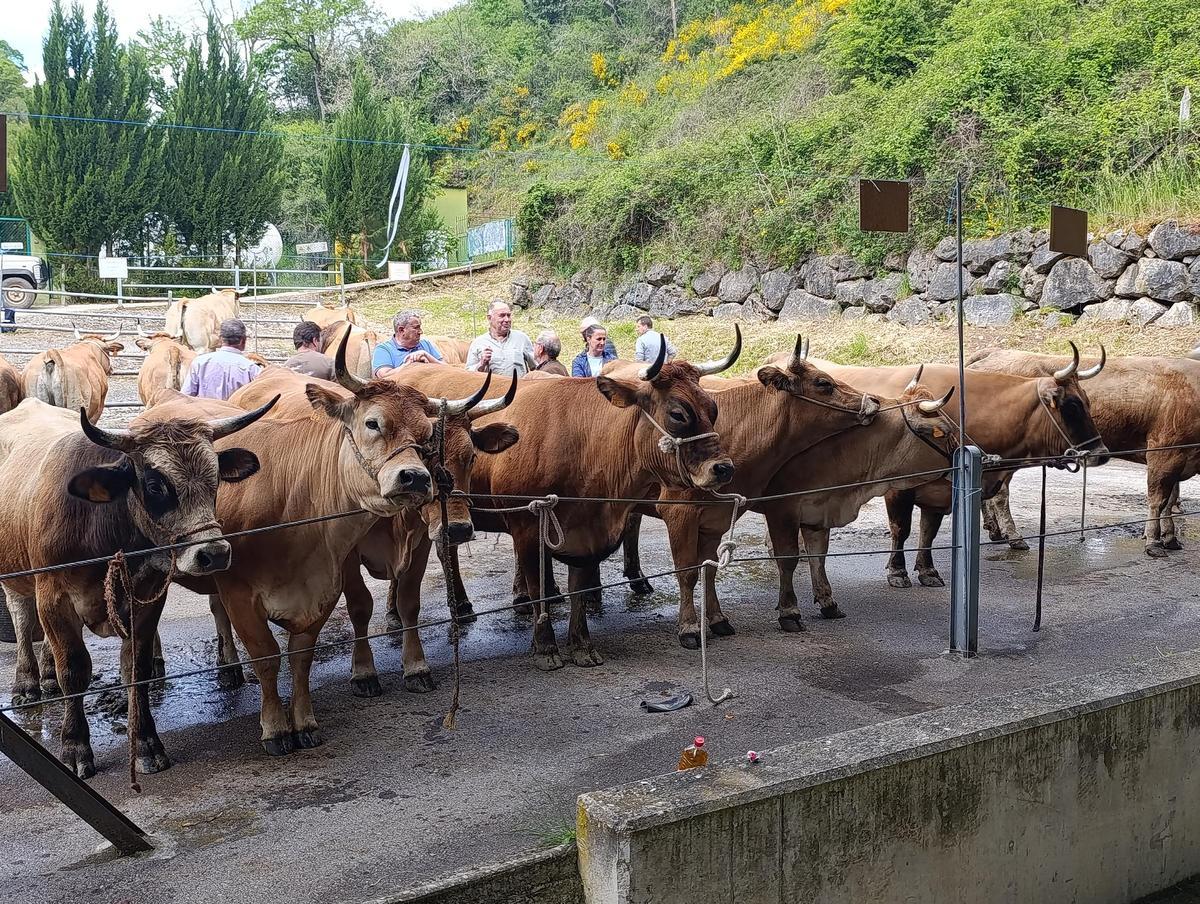 Ejemplares de Asturiana de los Valles en Teverga.