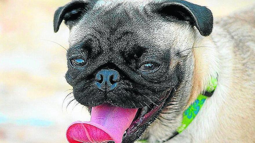 Mi perro me saca la lengua - La Opinión de Murcia