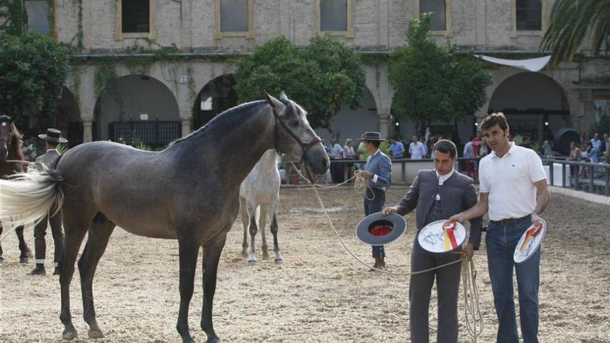 Solicitan que el caballo español sea Patrimonio de la Humanidad