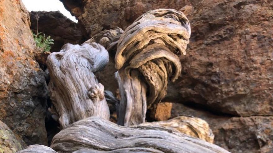 Un cedro de 1.400 años en el Teide, el árbol más viejo de Europa