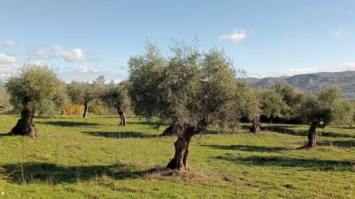 Galicia se prepara para multiplicar sus olivares: más planta para el campo y ayudas de la PAC por primera vez