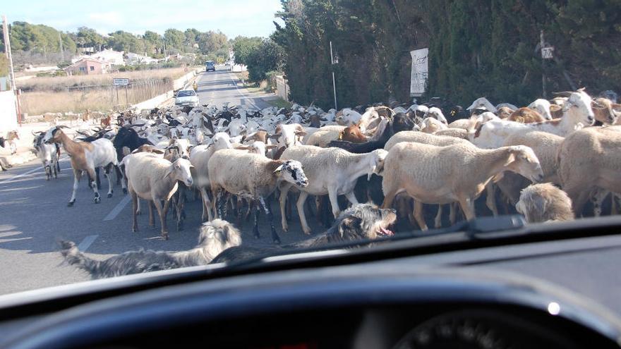 Las ovejas bloquean la carretera de Xàbia a Jesús Pobre