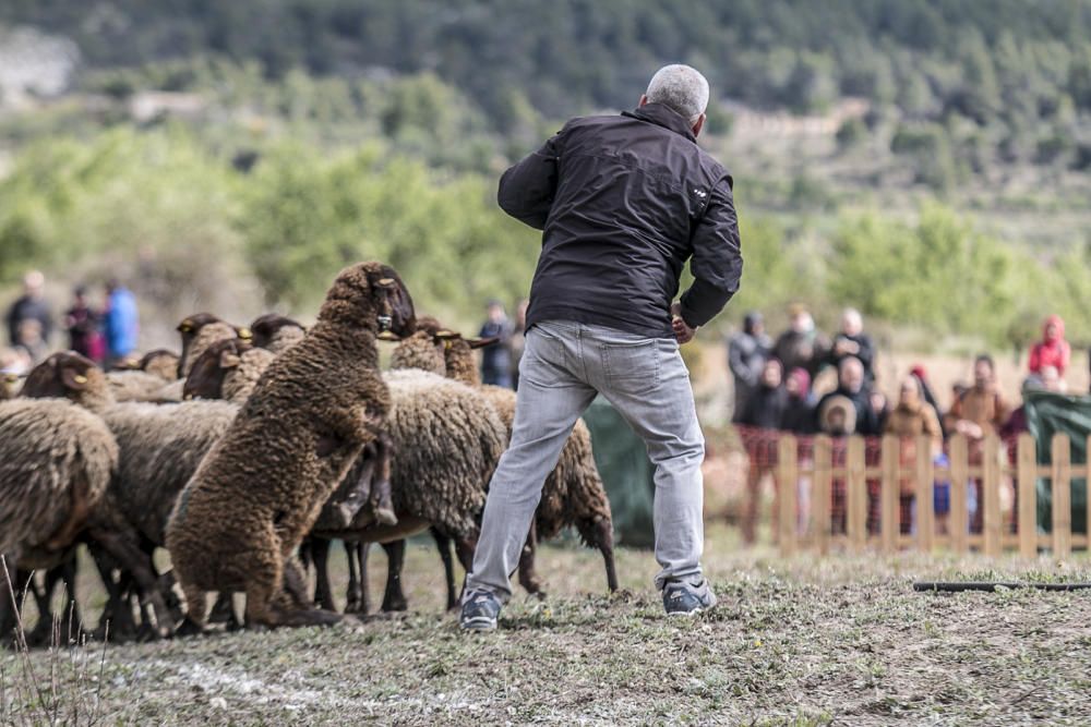 «Concurs de Gossos de Ramat» de Agres.