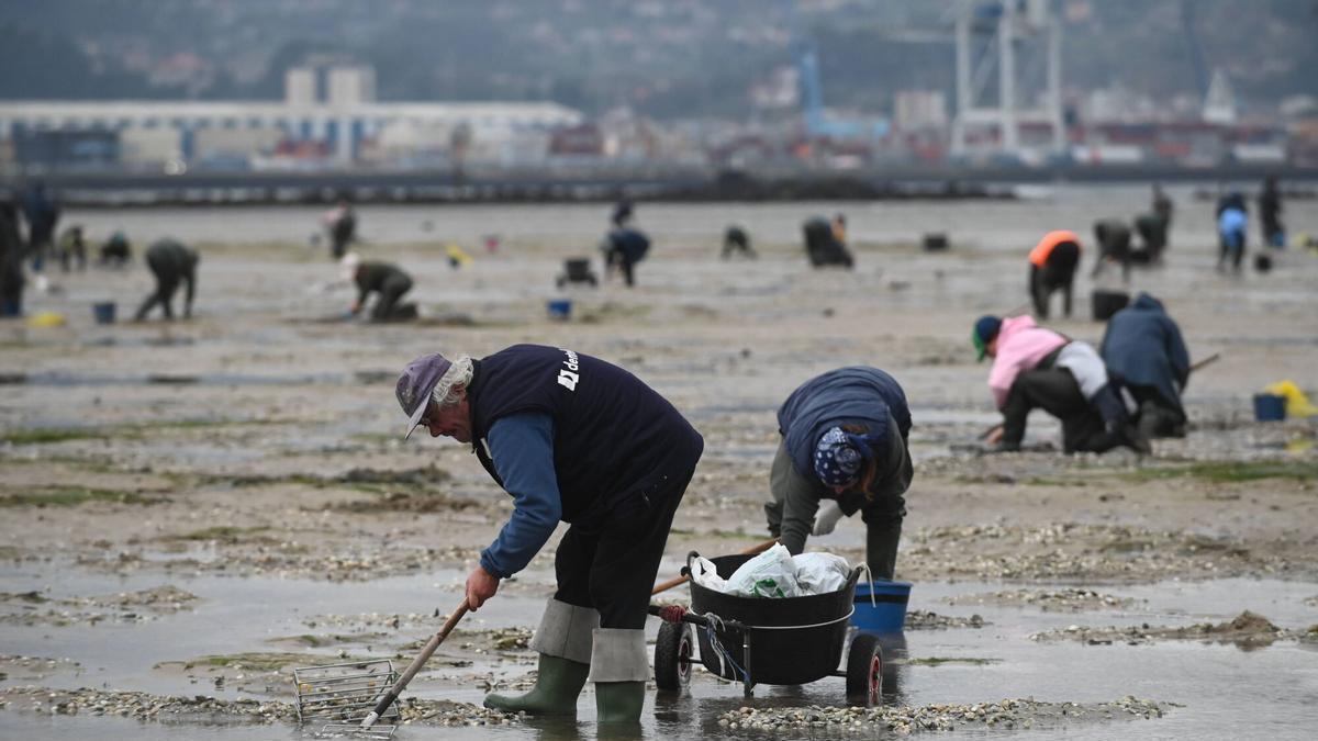 Jornada de marisqueo en la ría de Pontevedra.