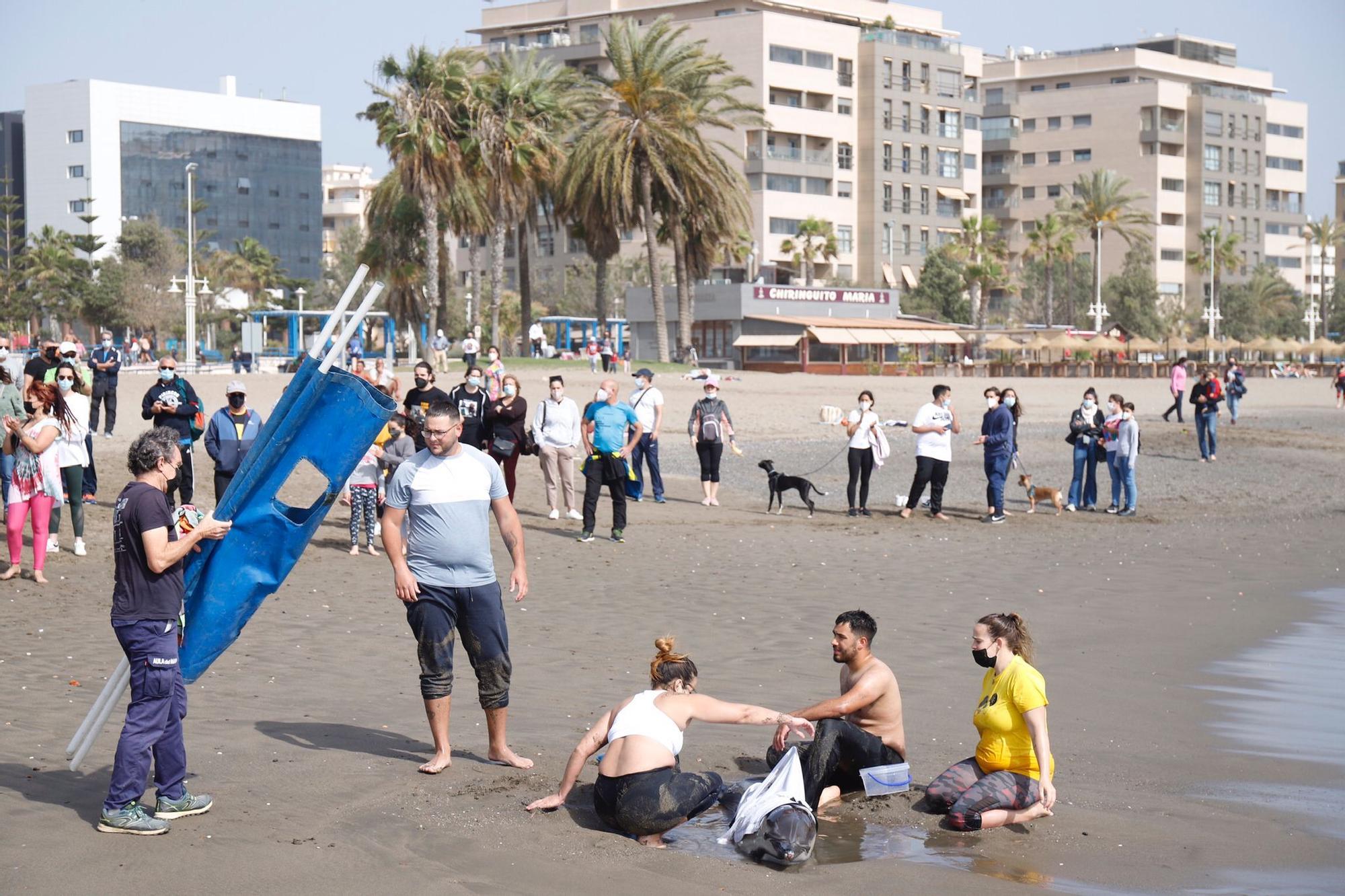 Rescatan a un delfín varado en la Misecordia