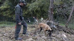 Els gossos, clau per rastrejar els senglars morts