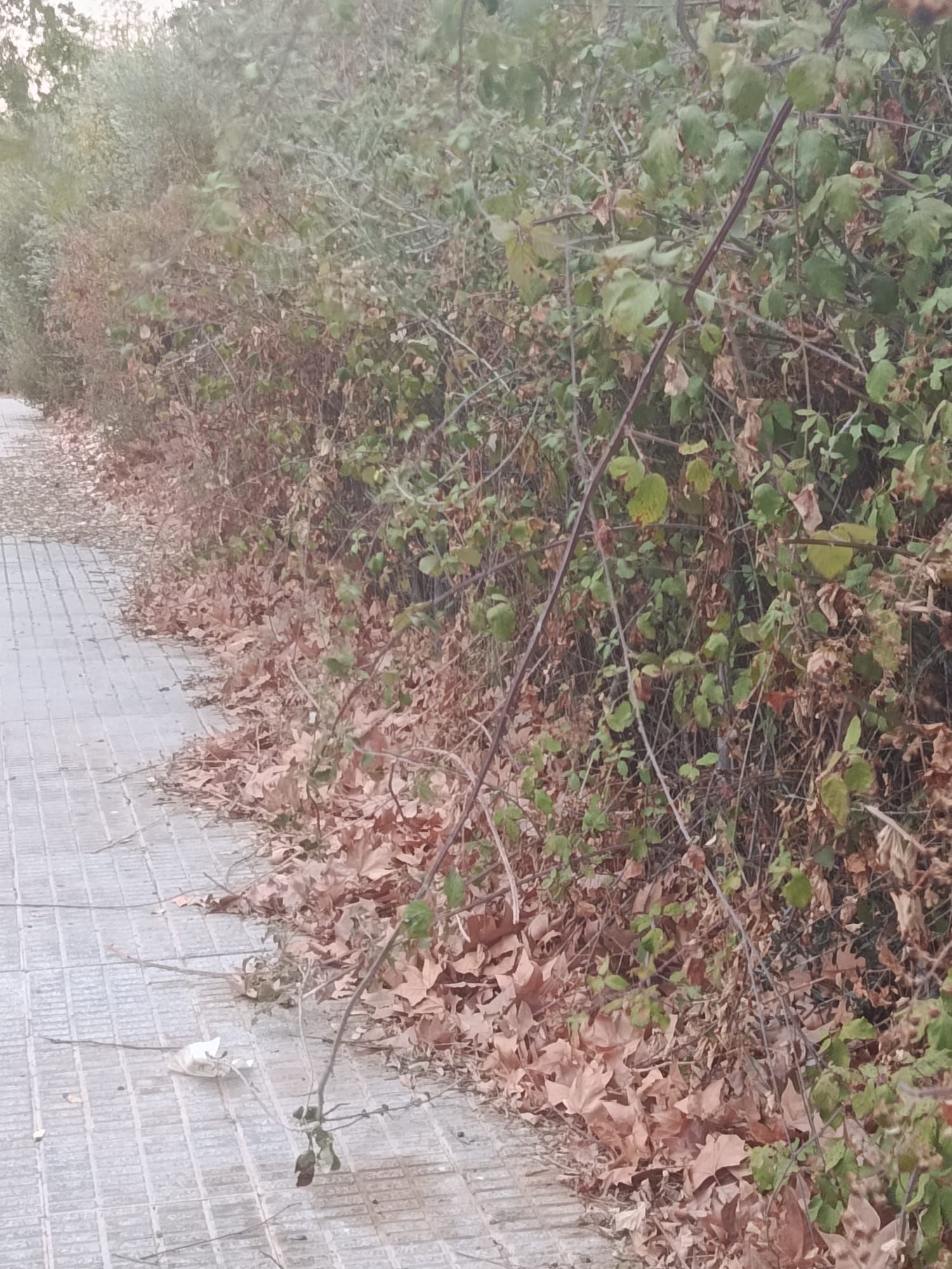 WhatsApp Image 2025-09-30 at 21.34.53.jpeg