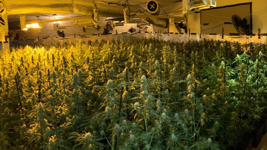 Desmantelan tres laboratorios de marihuana con más de 6.300 plantas en el Camp de Turia