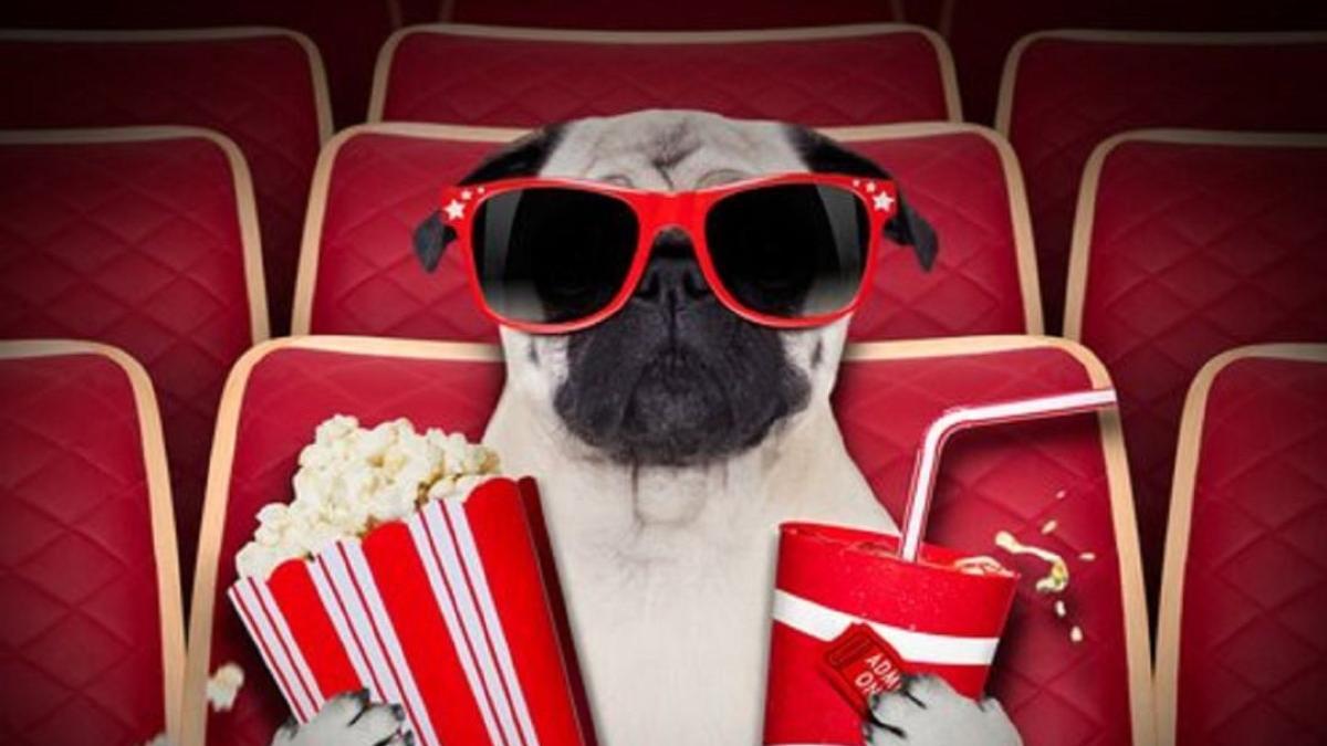 ¡Acompañado de tu mascota! Inauguran el primer cine adaptado para perros 