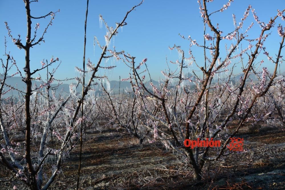 Helada en Cieza 9 de febrero de 2018