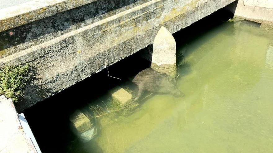 Cuerpo del jabalí ahogado encontrado en la acequia de la Tanda de Burriana.