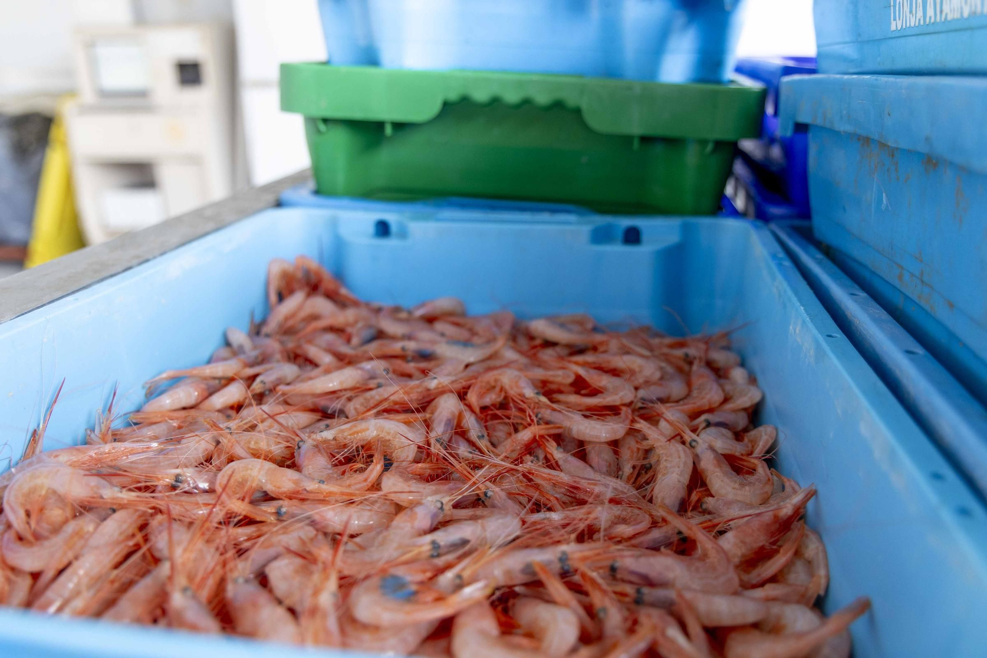 La flota de arrastre de Alicante estrena las nuevas redes impuestas por la UE