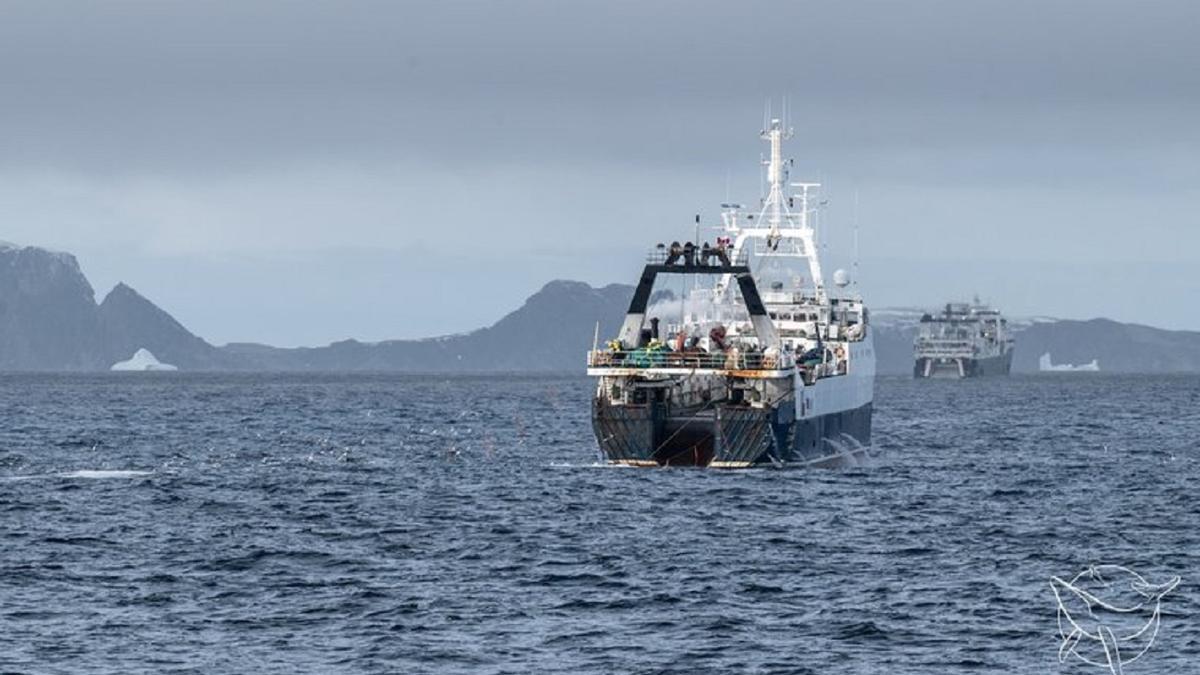 Así 'roban' el krill a las ballenas los grandes arrastreros en la Antártida