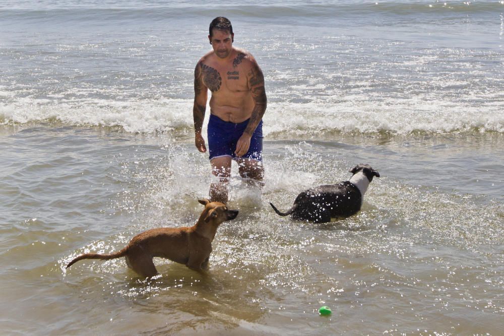 La playa para perros de Pinedo, a reventar