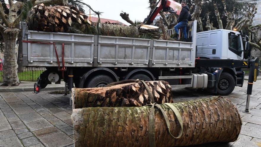 Partes de la palmera podada ayer en la plaza de Azcárraga en el suelo y en un camión. |   // VÍCTOR ECHAVE