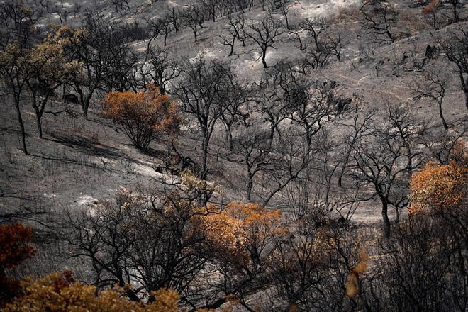 Las imágenes de Aznalcóllar, la Pata del Caballo y Berrocal tras el incendio de Niebla