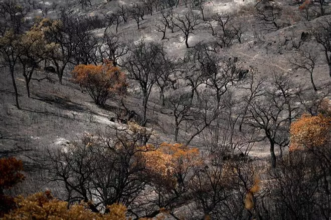 Las imágenes de Aznalcóllar, la Pata del Caballo y Berrocal tras el incendio de Niebla