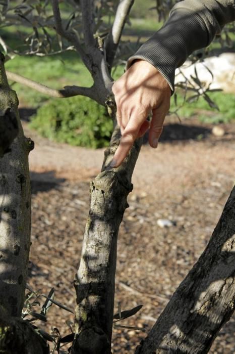 Gartenarchitektin Andi Lechte und Baumexperte Ramón Galmés: Im Februar ist ein Schnitt der "olivos" angesagt. Dies beugt Krankheiten und Schädlingsbefall vor, fördert die Fruchtbildung und erleichtert obendrein die Ernte.
