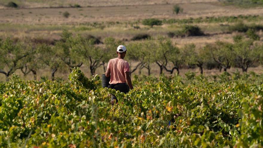 Las variedades de uva de Arribes muestran su potencial genético en un festival