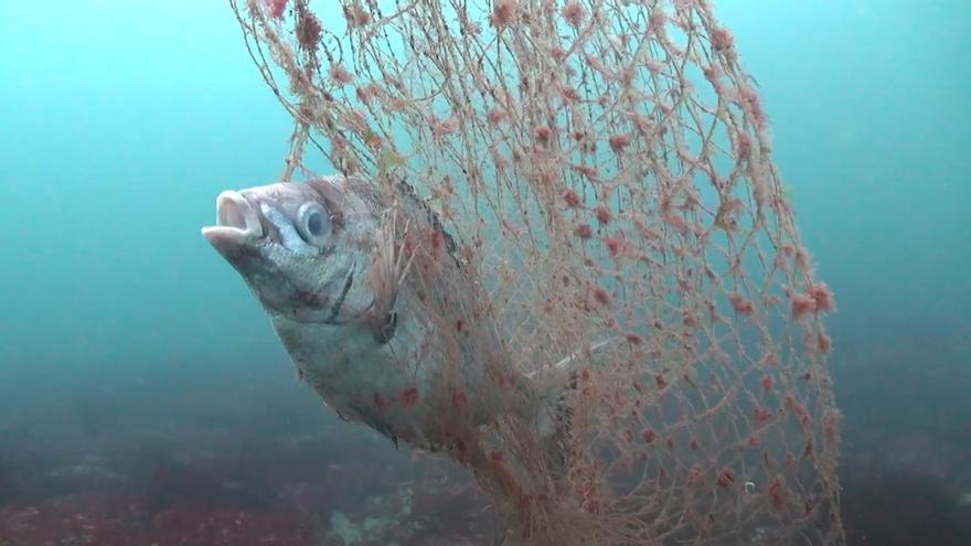 Una odisea submarina contra la pesca “invisible”