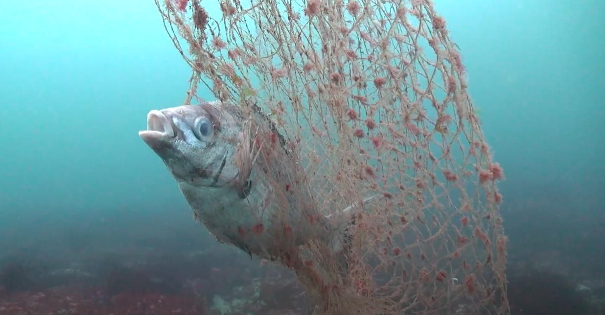 Una odisea submarina contra la pesca “invisible”