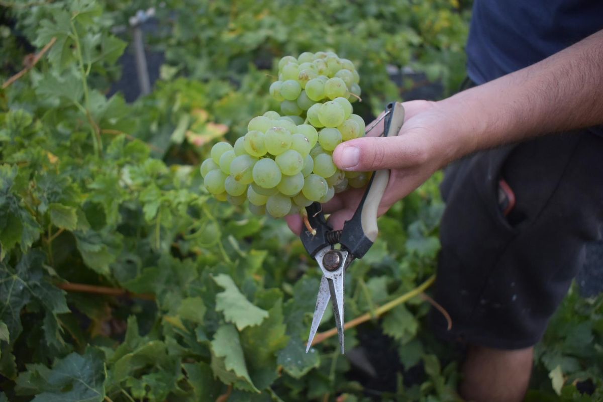 Un viticultor de Lanzarote con un racimo de uva.