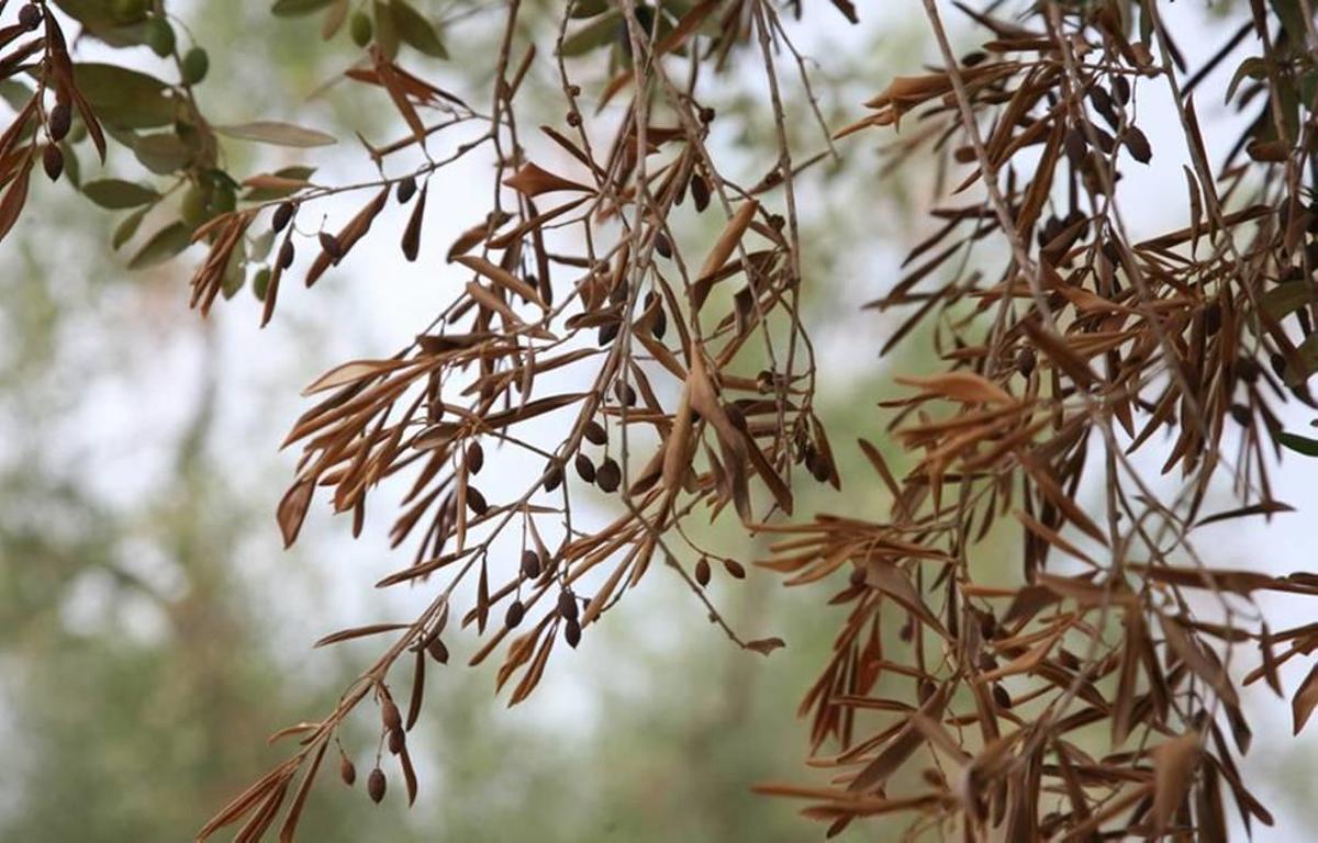 Los agricultores de la península se movilizan por la 'xylella' de Baleares