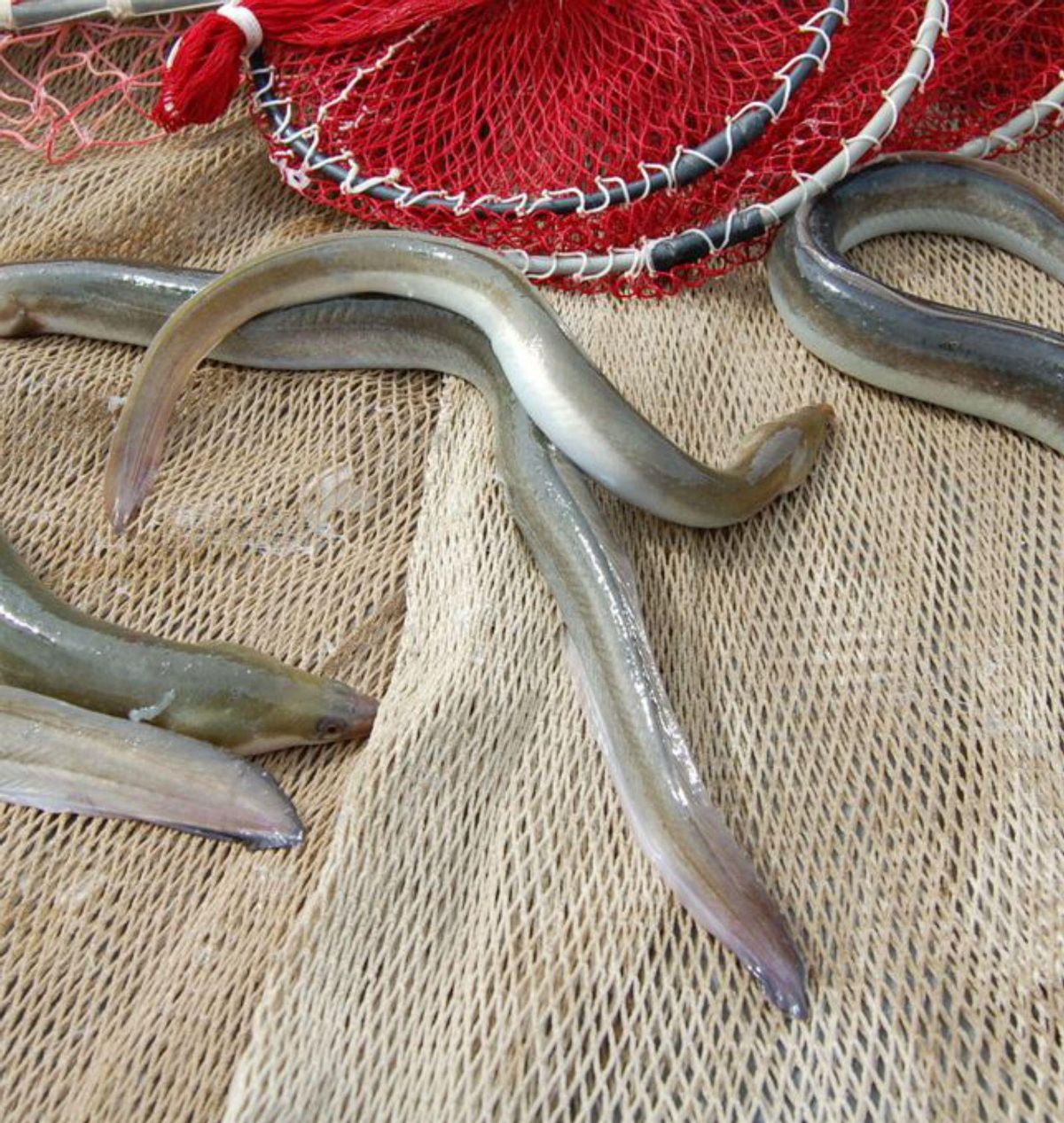 Alerta pel perill d’extinció de l’anguila Alerta pel perill d’extinció de l’anguila
