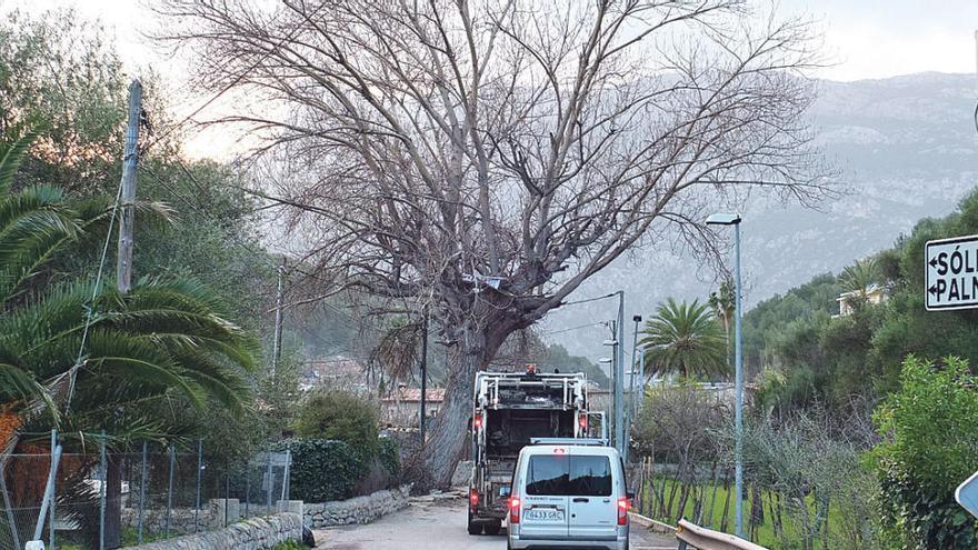 El Consell paraliza la tala del chopo a la espera de informes