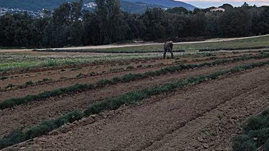 Un productor treballa en un camp de cultiu de plantes aromàtiques