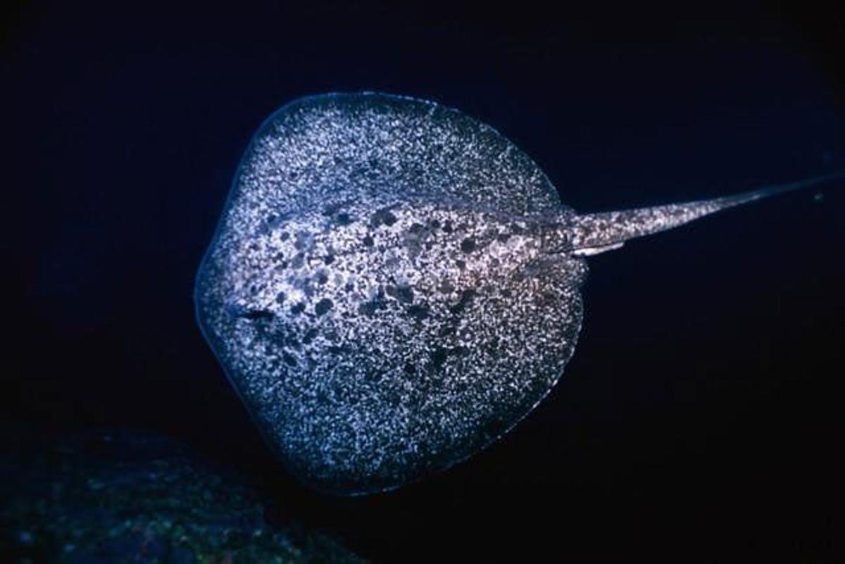 Raya de mármol en Guam.