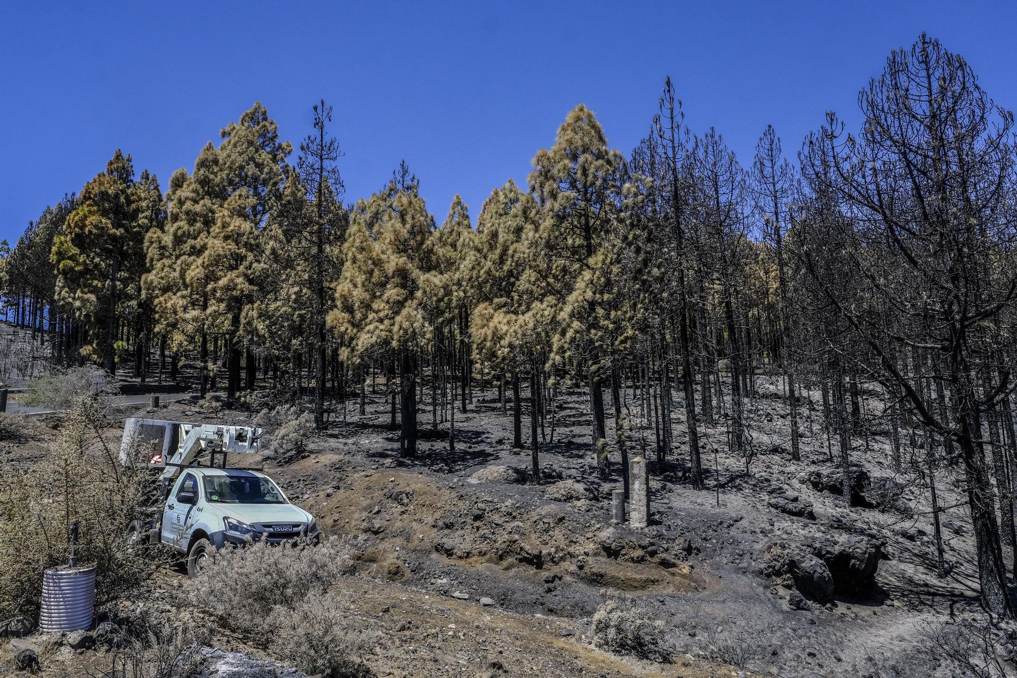 Incendio en la Cumbre de Gran Canaria: después del fuego viene la calma