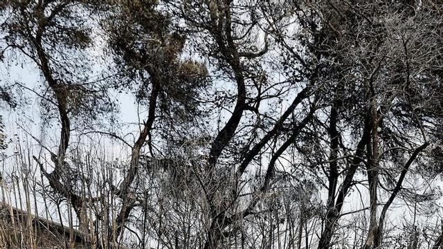 Un cotxe calcinat per les flames a França. | SEBASTIEN NOGIER / EFE