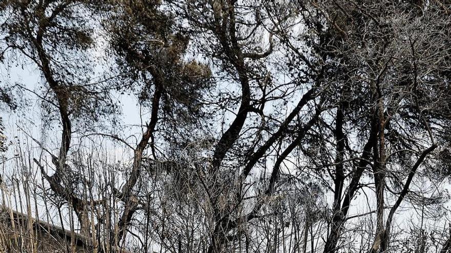 França dona 3,5 milions de mascaretes pel dany de les flames