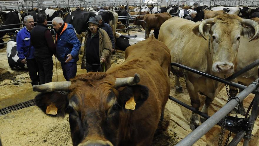 Las ferias de ganado se reabren pero sin cubrir el tope de reses | BERNABÉ / J. LALÍN