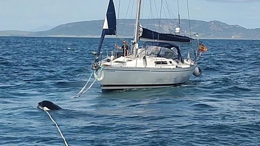 Una orca, arrastrando el cabo de remolque de un barco