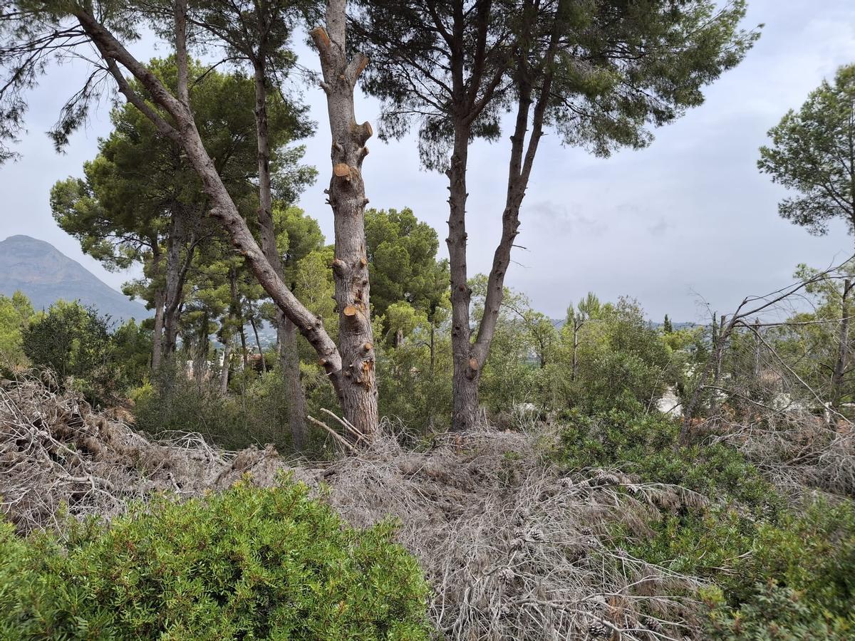 Ramas secas que han cortado los vecinos de los chalés en terrenos que no son suyos para tener vista
