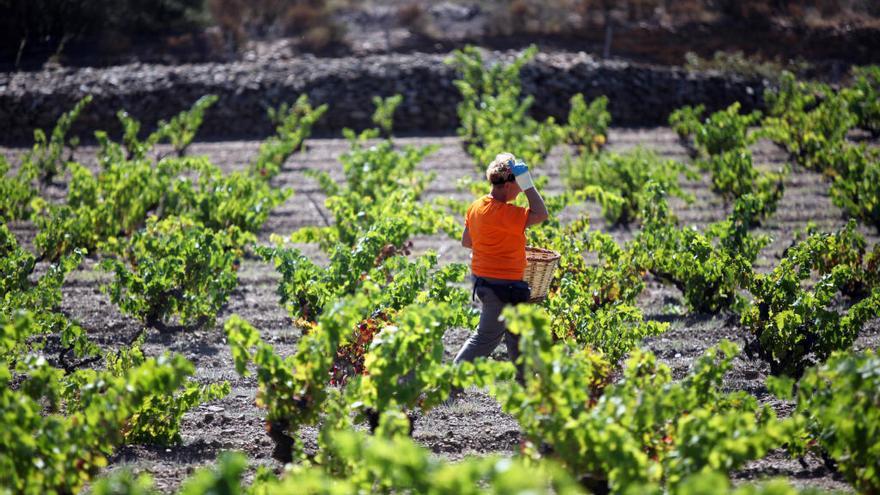 La verema ha començat a les vinyes de la DO Empordà.