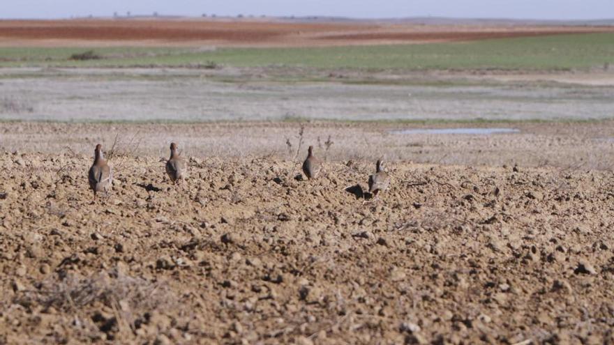 Un grupo de perdices en el campo zamorano