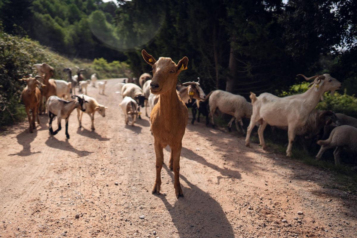 El rebaño del último pastor del parque natural de Sant Llorenç