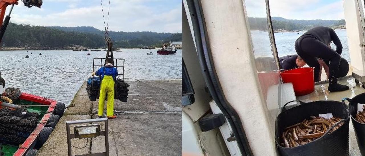 Descargas de mejillón y navajas en Porto Meloxo, ayer.