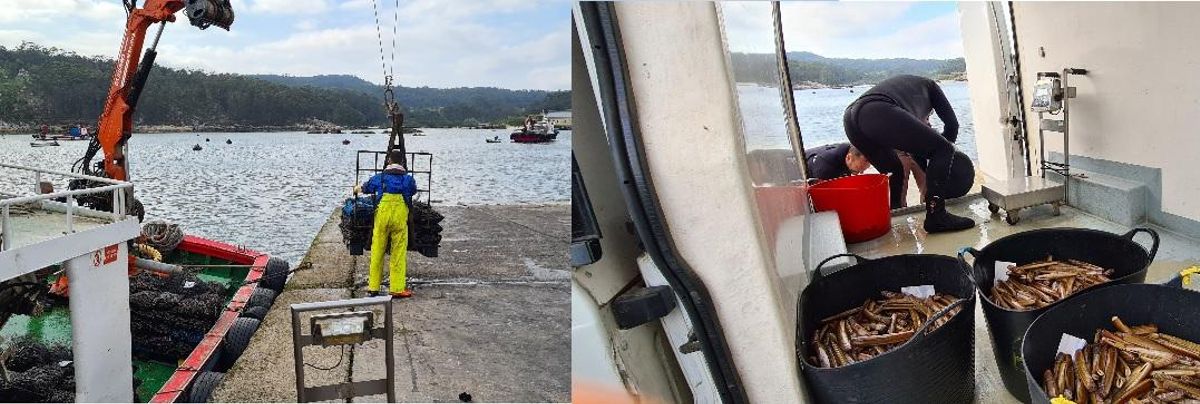 Descargas de mejillón y navajas en Porto Meloxo, ayer.