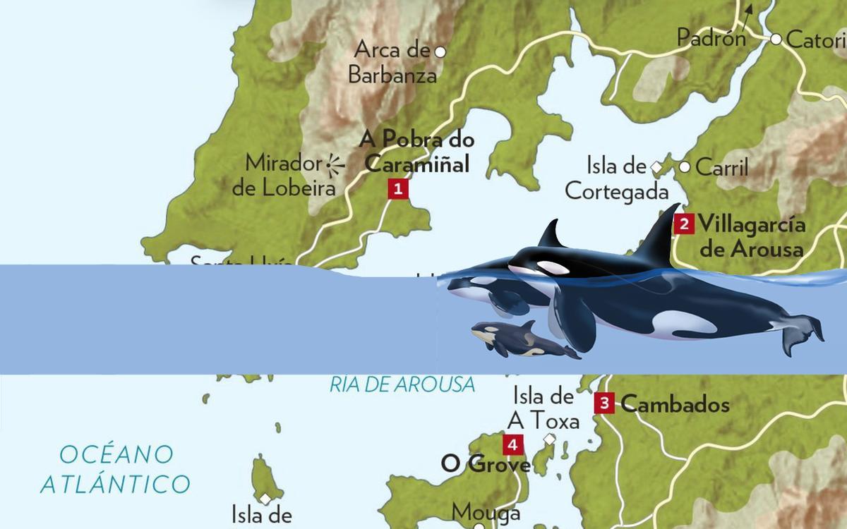 Ilustración empleada para aludir a la presencia anual de orcas en Arousa.