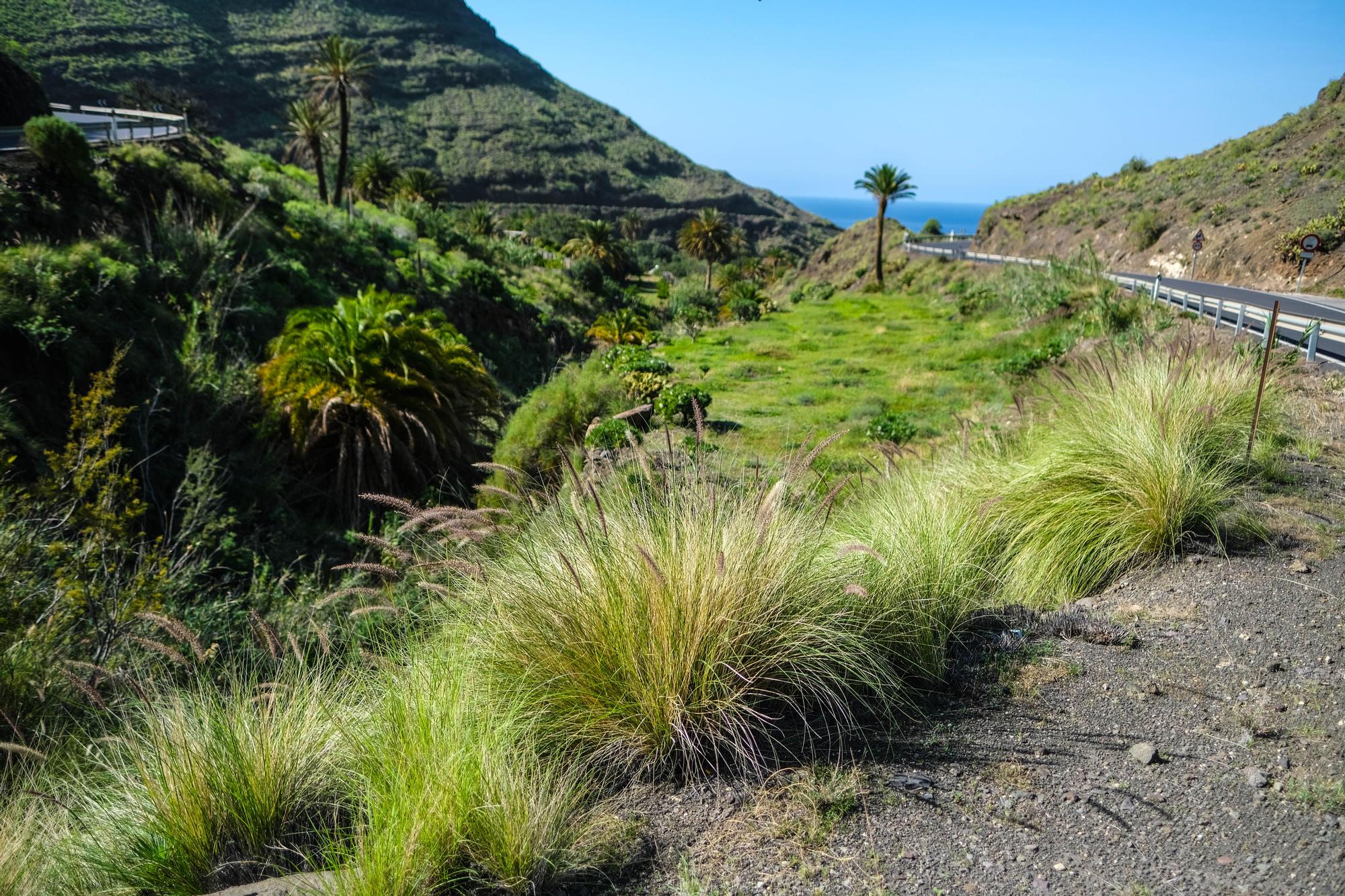 Planta invasora del rabogato