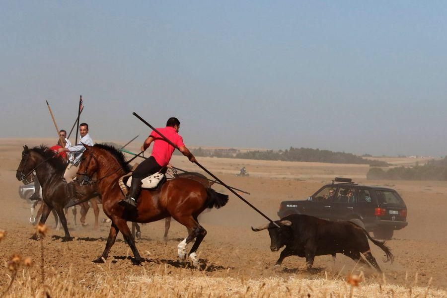 Encierro campero en Moraleja del Vino