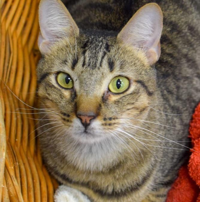 Kone. Este felino llegó a la protectora con dos años. tras el fallecimiento de su dueña. Está castrado y es muy dulce, cariñoso y sociable.