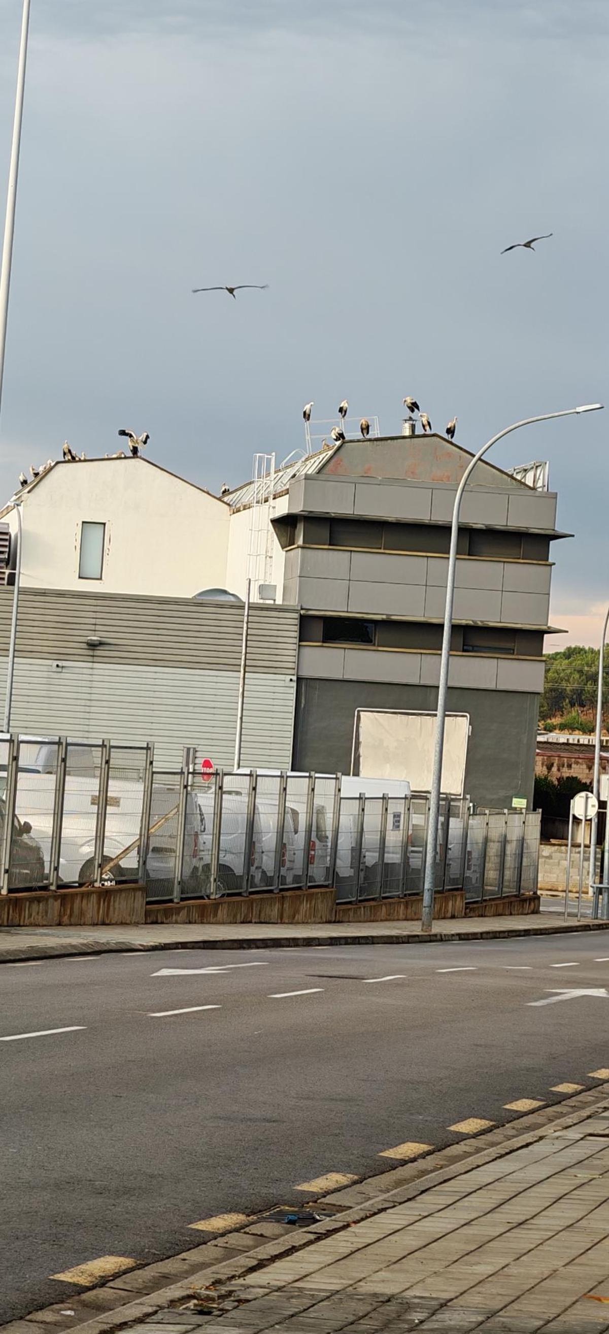 Les aus, a les teulades de naus industrials de Sant Fruitós de Bages