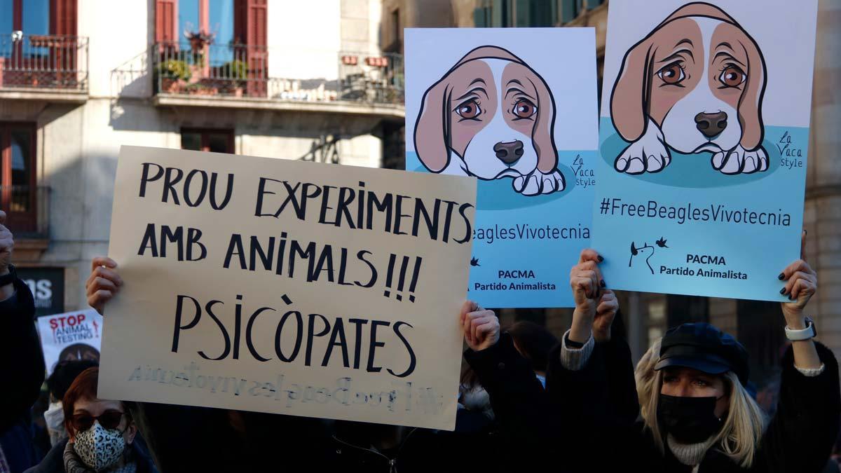 Protesta en Barcelona para pedir la suspensión del experimento con Vivotecnia y la liberación de cachorros de 'beagle'