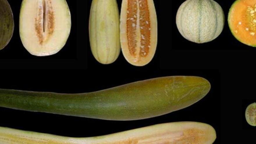 Un mecanismo genético en la base de la diversidad morfológica de los frutos y otros vegetales
