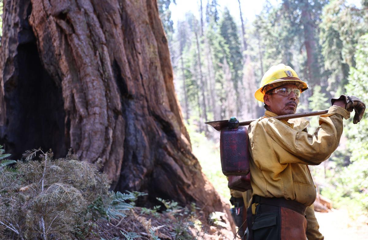 Un bombero OC Cobra Crew del Bosque Nacional Sequoia.